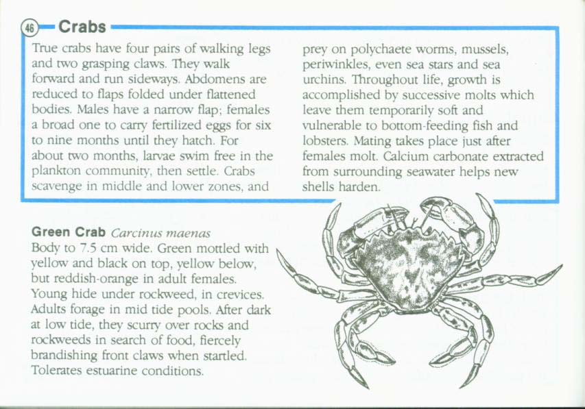 LIFE ON INTERTIDAL ROCKS: a guide to marine life of the rocky North Atlantic coast. nasg5406m